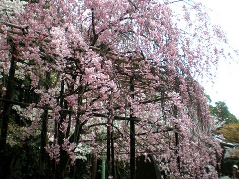 Sakura-130401d.jpg
