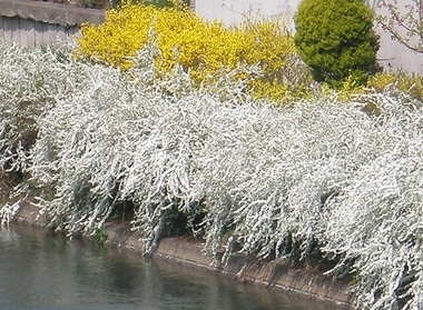 Suiro-0324e.jpg