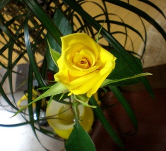 byki-blog0601C2.jpg