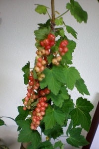 byki-blog0609a.jpg