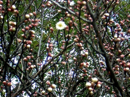 Ume-0206c.jpg