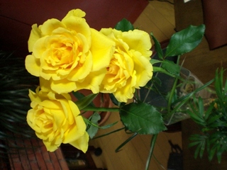 byki-blog0202C2.jpg