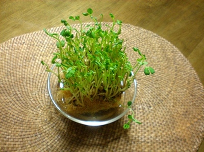 byki-blog0216A2.jpg