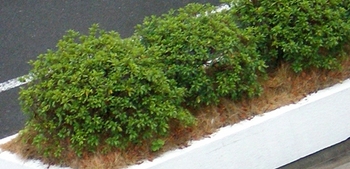 byki-blog0226c.jpg