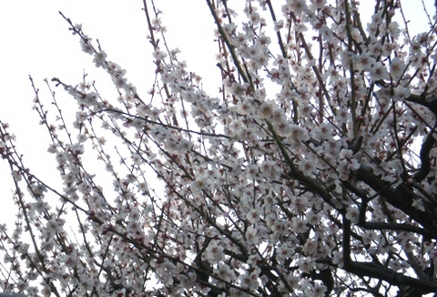 byki-blog0316C2.jpg