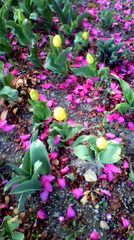 byki-blog0319A2.jpg