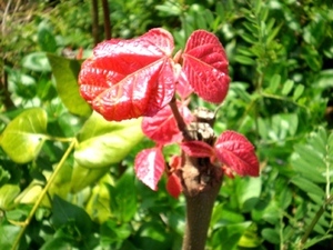 byki-blog0406B2.jpg