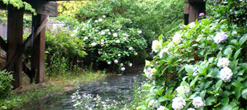 byki-blog0621A3.jpg